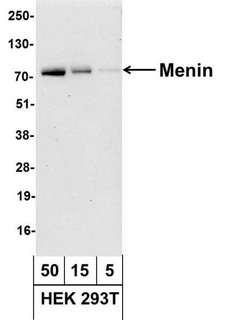 MEN1 / Menin Antibody - Detection of Human Menin by Western Blot. Samples: Whole cell lysate from HEK 293T (50, 15, and 5 ug). Antibody: Affinity purified, biotin-conjugated, goat anti-Actin antibody used at 1.0 ug/ml. Detection: Streptavidin-HRP and chemiluminescence with an exposure time of 30 seconds. This image was taken for the unconjugated form of this product. Other forms have not been tested.