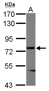 MEN1 / Menin Antibody - Sample (30 ug of whole cell lysate) A: Raji 7.5% SDS PAGE MEN1 / Menin antibody diluted at 1:500