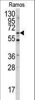MEN1 / Menin Antibody - Western blot of anti-MEN1 Antibody (S128) in Ramos cell line lysates (35 ug/lane). MEN1 (arrow) was detected using the purified antibody.