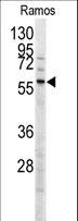 MEN1 / Menin Antibody - Western blot of anti-MEN1 Antibody (T594) in Ramos cell line lysates (35 ug/lane). MEN1(arrow) was detected using the purified antibody.