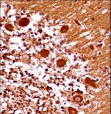 MEOX1 Antibody - MEOX1 Antibody immunohistochemistry of formalin-fixed and paraffin-embedded human cerebellum tissue followed by peroxidase-conjugated secondary antibody and DAB staining.