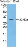 MEP1A / Meprin Alpha Antibody - Western blot of recombinant MEP1A.  This image was taken for the unconjugated form of this product. Other forms have not been tested.
