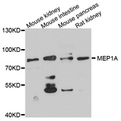 MEP1A / Meprin Alpha Antibody - Western blot analysis of extract of various cells.
