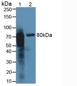 MEP1B Antibody - Western Blot; Sample: Lane1: Rat Kidney Tissue; Lane2: Rat Intestine Tissue.