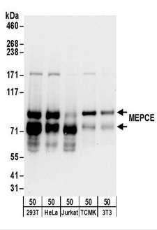 MEPCE Antibody - Detection of Human and Mouse MEPCE by Western Blot. Samples: Whole cell lysate (50 ug) from 293T, HeLa, Jurkat, mouse TCMK-1, and mouse NIH3T3 cells. Antibodies: Affinity purified rabbit anti-MEPCE antibody used for WB at 0.4 ug/ml. Detection: Chemiluminescence with an exposure time of 10 seconds.