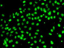 MEPCE Antibody - Immunofluorescence analysis of A549 cells.