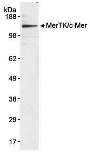 MER / MERTK Antibody - Detection of Human MerTK/c-Mer by Western Blot. Sample: Whole cell lysate (50 ug) from U937 cells. Antibody: Affinity purified rabbit anti-MerTK/c-Mer antibody used at 0.1 ug/ml. Detection: Chemiluminescence with an exposure time of 5 minutes.