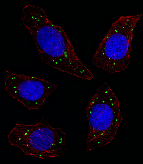 MER / MERTK Antibody - Fluorescent image of U251 cell stained with MERTK Antibody. U251 cells were fixed with 4% PFA (20 min), permeabilized with Triton X-100 (0.1%, 10 min), then incubated with MERTK primary antibody (1:25, 1 h at 37°C). For secondary antibody, Alexa Fluor 488 conjugated donkey anti-rabbit antibody (green) was used (1:400, 50 min at 37°C). Cytoplasmic actin was counterstained with Alexa Fluor 555 (red) conjugated Phalloidin (7units/ml, 1 h at 37°C). Nuclei were counterstained with DAPI (blue) (10 ug/ml, 10 min). MERTK immunoreactivity is localized to Vesicles significantly.