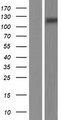 MER / MERTK Protein - Western validation with an anti-DDK antibody * L: Control HEK293 lysate R: Over-expression lysate