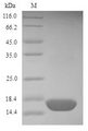 Mer a 1 Protein - (Tris-Glycine gel) Discontinuous SDS-PAGE (reduced) with 5% enrichment gel and 15% separation gel.