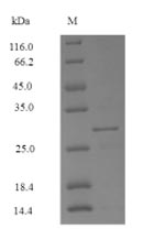 Mer a 1 Protein - (Tris-Glycine gel) Discontinuous SDS-PAGE (reduced) with 5% enrichment gel and 15% separation gel.