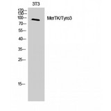 MERTK + TYRO3 Antibody - Western blot of MerTK/Tyro3 antibody