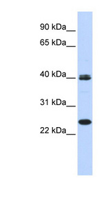 MESP1 Antibody - MESP1 antibody Western blot of 293T cell lysate. This image was taken for the unconjugated form of this product. Other forms have not been tested.