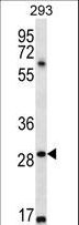 MESP1 Antibody - MESP1 Antibody western blot of 293 cell line lysates (35 ug/lane). The MESP1 antibody detected the MESP1 protein (arrow).