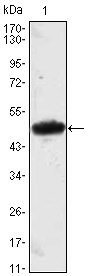 MESP1 Antibody - Western blot using MESP1 monoclonal antibody against MESP1(AA: 1-200)-hIgGFc transfected HEK293 cell lysate.