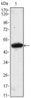 MESP1 Antibody - Western blot using MESP1 monoclonal antibody against MESP1(AA: 1-200)-hIgGFc transfected HEK293 cell lysate.