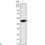 MESP1 Antibody - Western Blot (WB) analysis using MESP1 Monoclonal Antibody against MESP1-hIgGFc transfected HEK293 cell lysate.