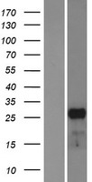 MESP1 Protein - Western validation with an anti-DDK antibody * L: Control HEK293 lysate R: Over-expression lysate