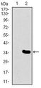 MESP2 Antibody - MESP2 Antibody in Western Blot (WB)