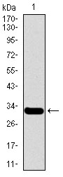 MESP2 Antibody - Western blot using MESP2 monoclonal antibody against human MESP2 recombinant protein. (Expected MW is 31.4 kDa)