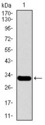 MESP2 Antibody - Western blot using MESP2 monoclonal antibody against human MESP2 recombinant protein. (Expected MW is 31.4 kDa)