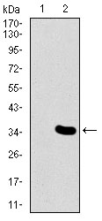 MESP2 Antibody - Western blot using MESP2 monoclonal antibody against HEK293 (1) and MESP2 (AA: 37-94)-hIgGFc transfected HEK293 (2) cell lysate.