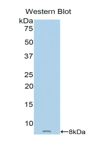 Metallothionein 2 Antibody - Western blot of recombinant MT2A / Metallothionein 2A.  This image was taken for the unconjugated form of this product. Other forms have not been tested.