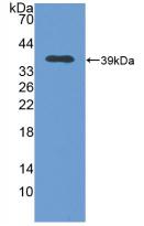 Metallothionein 2 Antibody - Western Blot; Sample: Recombinant MT2, Human.