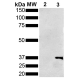 Metallothionein Antibody - Western Blot analysis of Pseudomonas aeruginosa Metallothionein (PmtA) GST tagged showing detection of 36 kDa Metallothionein protein using Mouse Anti-Metallothionein Monoclonal Antibody, Clone 1F5. Lane 1: Molecular Weight Ladder (MW). Lane 2: GST. Lane 3: Purified Pseudomonas aeruginosa Metallothionein (PmtA) GST tagged. Load: 1 µg. Block: 5% Skim Milk powder in TBST. Primary Antibody: Mouse Anti-Metallothionein Monoclonal Antibody  at 1:1000 for 2 hours at RT. Secondary Antibody: Goat Anti-Mouse IgG:HRP at 1:5000 for 1 hour at RT. Color Development: ECL solution for 5 min in RT. Predicted/Observed Size: 36 kDa.