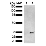 Metallothionein Antibody - Western Blot analysis of Pseudomonas aeruginosa Metallothionein (PmtA) GST tagged showing detection of 36 kDa Metallothionein protein using Mouse Anti-Metallothionein Monoclonal Antibody, Clone 2B5. Lane 1: Molecular Weight Ladder (MW). Lane 2: GST. Lane 3: Purified Pseudomonas aeruginosa Metallothionein (PmtA) GST tagged. Load: 1 µg. Block: 5% Skim Milk powder in TBST. Primary Antibody: Mouse Anti-Metallothionein Monoclonal Antibody  at 1:1000 for 2 hours at RT. Secondary Antibody: Goat Anti-Mouse IgG:HRP at 1:5000 for 1 hour at RT. Color Development: ECL solution for 5 min in RT. Predicted/Observed Size: 36 kDa.
