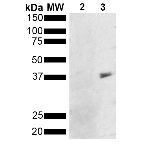 Metallothionein Antibody - Western Blot analysis of Pseudomonas aeruginosa Metallothionein (PmtA) GST tagged showing detection of 36 kDa Metallothionein protein using Mouse Anti-Metallothionein Monoclonal Antibody, Clone 8D8. Lane 1: Molecular Weight Ladder (MW). Lane 2: GST. Lane 3: Purified Pseudomonas aeruginosa Metallothionein (PmtA) GST tagged. Load: 1 µg. Block: 5% Skim Milk powder in TBST. Primary Antibody: Mouse Anti-Metallothionein Monoclonal Antibody  at 1:1000 for 2 hours at RT. Secondary Antibody: Goat Anti-Mouse IgG:HRP at 1:5000 for 1 hour at RT. Color Development: ECL solution for 5 min in RT. Predicted/Observed Size: 36 kDa.