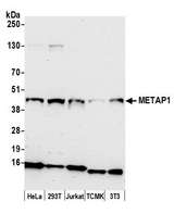 METAP1 Antibody - Detection of human and mouse METAP1 by western blot. Samples: Whole cell lysate (50 µg) from HeLa, HEK293T, Jurkat, mouse TCMK-1, and mouse NIH 3T3 cells prepared using NETN lysis buffer. Antibody: Affinity purified rabbit anti-METAP1 antibody used for WB at 1:1000. Detection: Chemiluminescence with an exposure time of 30 seconds.