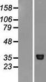 METAP1 Protein - Western validation with an anti-DDK antibody * L: Control HEK293 lysate R: Over-expression lysate