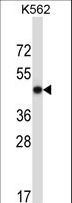METAP2 Antibody - METAP2 Antibody western blot of K562 cell line lysates (35 ug/lane). The METAP2 antibody detected the METAP2 protein (arrow).