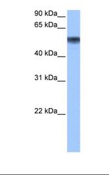 METAP2 Antibody - Fetal brain cell lysate. Antibody concentration: 0.5 ug/ml. Gel concentration: 12%.  This image was taken for the unconjugated form of this product. Other forms have not been tested.