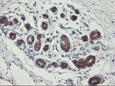 METAP2 Antibody - IHC of paraffin-embedded Human breast tissue using anti-METAP2 mouse monoclonal antibody.