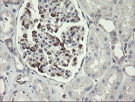 METAP2 Antibody - IHC of paraffin-embedded Human Kidney tissue using anti-METAP2 mouse monoclonal antibody.
