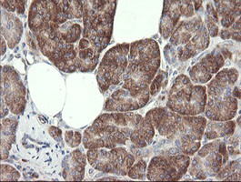 METAP2 Antibody - IHC of paraffin-embedded Human pancreas tissue using anti-METAP2 mouse monoclonal antibody.