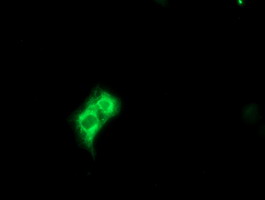 METAP2 Antibody - Anti-METAP2 mouse monoclonal antibody immunofluorescent staining of COS7 cells transiently transfected by pCMV6-ENTRY METAP2.
