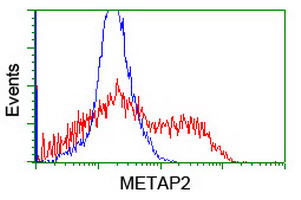 METAP2 Antibody - HEK293T cells transfected with either overexpress plasmid (Red) or empty vector control plasmid (Blue) were immunostained by anti-METAP2 antibody, and then analyzed by flow cytometry.