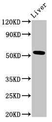 METAP2 Antibody - Positive Western Blot detected in Rat liver tissue. All lanes: METAP2 antibody at 3 µg/ml Secondary Goat polyclonal to rabbit IgG at 1/50000 dilution. Predicted band size: 53, 52, 51 KDa. Observed band size: 53 KDa