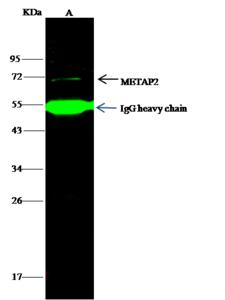 METAP2 Antibody - METAP2 was immunoprecipitated using: Lane A: 0.5 mg HepG2 Whole Cell Lysate. 4 uL anti-METAP2 rabbit polyclonal antibody and 15 ul of 50% Protein G agarose. Primary antibody: Anti-METAP2 rabbit polyclonal antibody, at 1:100 dilution. Secondary antibody: Dylight 800-labeled antibody to rabbit IgG (H+L), at 1:5000 dilution. Developed using the odssey technique. Performed under reducing conditions. Predicted band size: 52 kDa. Observed band size: 72 kDa.