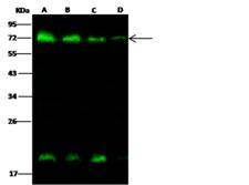 METAP2 Antibody - Anti-METAP2 rabbit polyclonal antibody at 1:500 dilution. Lane A: HepG2 Whole Cell Lysate. Lane B: 293T Whole Cell Lysate. Lane C: HeLa Whole Cell Lysate. Lane D: PC12 Whole Cell Lysate. Lysates/proteins at 30 ug per lane. Secondary: Goat Anti-Rabbit IgG H&L (Dylight 800) at 1/10000 dilution. Developed using the Odyssey technique. Performed under reducing conditions. Predicted band size: 52 kDa. Observed band size: 72 kDa. (We are unsure as to the identity of these extra bands.)