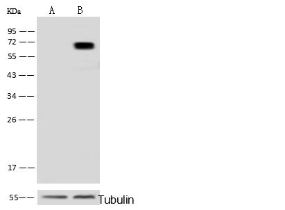 METAP2 Antibody - Anti-METAP2 rabbit polyclonal antibody at 1:500 dilution. Lane A: METAP2 konckout Hela Whole Cell Lysate. Lane B: Hela Whole Cell Lysate. Lysates/proteins at 10 ug per lane. Secondary: Goat Anti-Rabbit IgG (H+L)/HRP at 1/10000 dilution. Developed using the ECL technique. Performed under reducing conditions. Predicted band size: 52 kDa. Observed band size: 72 kDa.