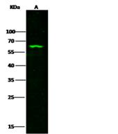 METAP2 Antibody - Anti-METAP2 rabbit polyclonal antibody at 1:500 dilution. Lane A: HepG2 Whole Cell Lysate. Lysates/proteins at 30 ug per lane. Secondary: Goat Anti-Rabbit IgG H&L (Dylight800) at 1/10000 dilution. Developed using the Odyssey technique. Performed under reducing conditions. Predicted band size: 52 kDa. Observed band size: 63 kDa.