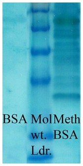 Methyl-Lysine Antibody - Western Blot of Methyllysine antibody. Western blot analysis of Methylated Lysine in BSA (left) and Methylated BSA (right).