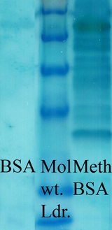 Methyl-Lysine Antibody - Western blot analysis of Methylated Lysine in BSA (Left) and Methylated BSA (Right), using a 1:1000 dilution of Methylated Lysine antibody.  This image was taken for the unconjugated form of this product. Other forms have not been tested.