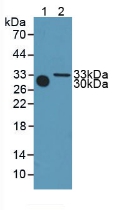 METRN / Meteorin Antibody - Western Blot; Sample: Lane1: Mouse Serum; Lane2: Mouse Heart Tissue.