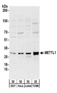 METTL1 Antibody - Detection of Human and Mouse METTL1 by Western Blot. Samples: Whole cell lysate (50 ug) from 293T, HeLa, Jurkat, and mouse TCMK-1 cells. Antibodies: Affinity purified rabbit anti-METTL1 antibody used for WB at 0.4 ug/ml. Detection: Chemiluminescence with an exposure time of 3 minutes.