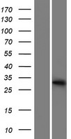 METTL1 Protein - Western validation with an anti-DDK antibody * L: Control HEK293 lysate R: Over-expression lysate